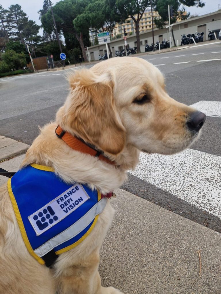 Api, chien guide Golden Retriever, avec son harnais bleu et jaune "France Défi Vision"