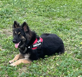 Api, berger allemand noir et sable, allongé dans l'herbe, harnais rouge